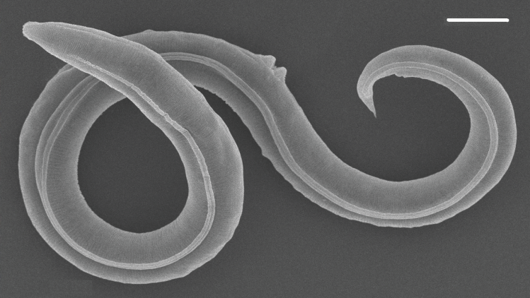 Scientists revived a 46,000-year-old worm, and it began to reproduce.